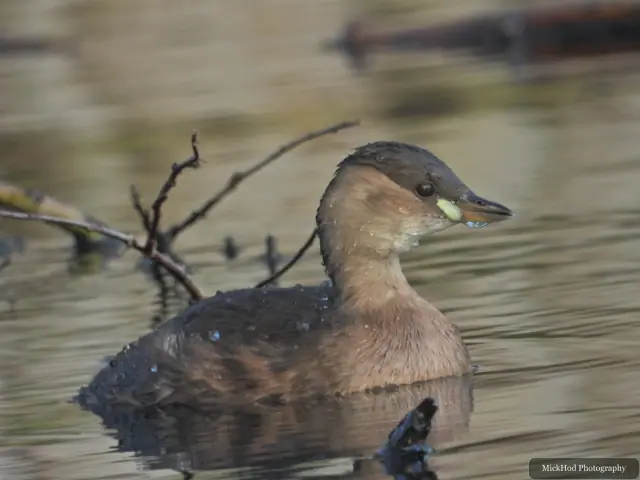 A little grebe swims or rests on the water at Lakeside Lake.