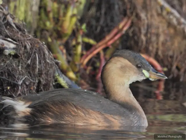 A Little Grebe swims on the lake at Lakeside Lake.