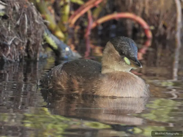 A Little Grebe swims on the lake at Lakeside Lake.