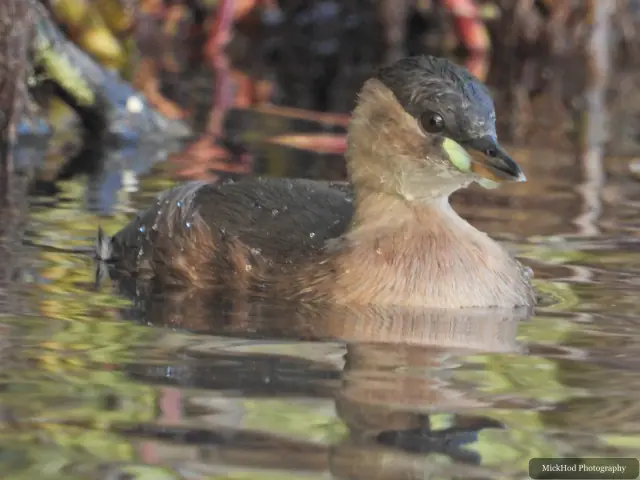 A Little Grebe swims on the lake at Lakeside Lake.