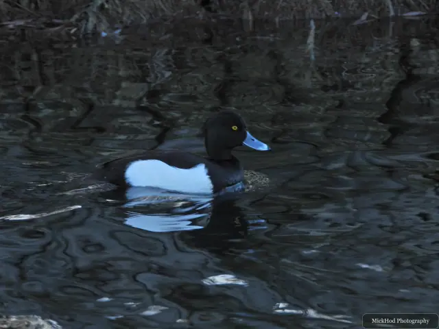 A tufted duck swims or rests on the water at Lakeside Lake.