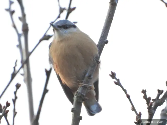 A Eurasian Nuthatch moves among the trees at Loxley and Wadsley Common.