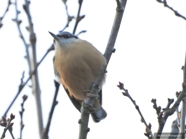 A Eurasian Nuthatch moves among the trees at Loxley and Wadsley Common.