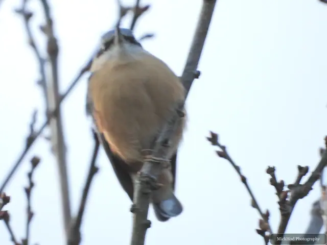 A Eurasian Nuthatch moves among the trees at Loxley and Wadsley Common.