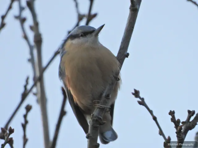 A Eurasian Nuthatch moves among the trees at Loxley and Wadsley Common.