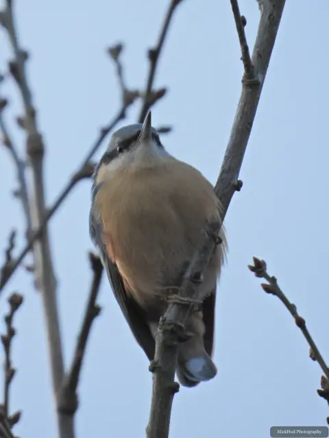 A Eurasian Nuthatch moves among the trees at Loxley and Wadsley Common.