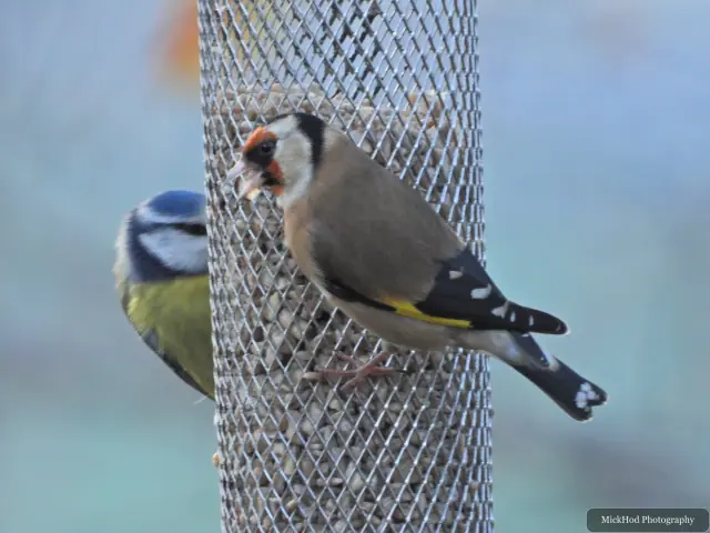 A european goldfinch visits a garden feeder at Loxley & Wadsley Common.