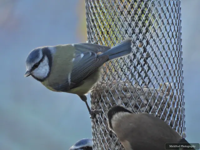 A blue tit visits a garden feeder at Loxley & Wadsley Common.