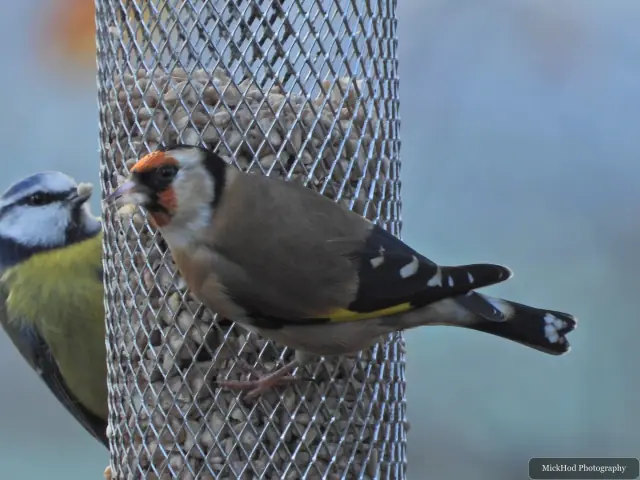 A european goldfinch visits a garden feeder at Loxley & Wadsley Common.