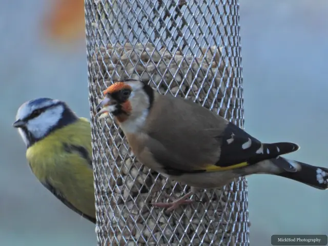 A european goldfinch visits a garden feeder at Loxley & Wadsley Common.