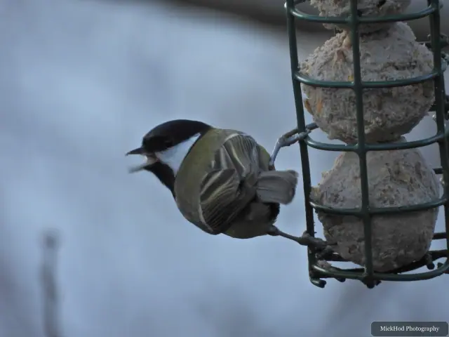 A great tit visits a garden feeder at Loxley & Wadsley Common.