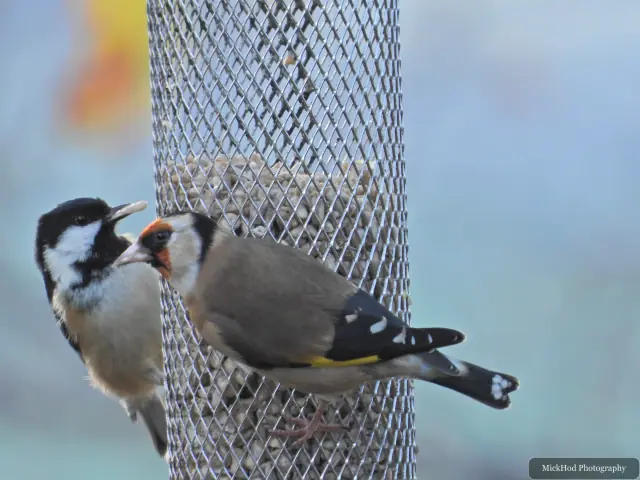 A european goldfinch visits a garden feeder at Loxley & Wadsley Common.