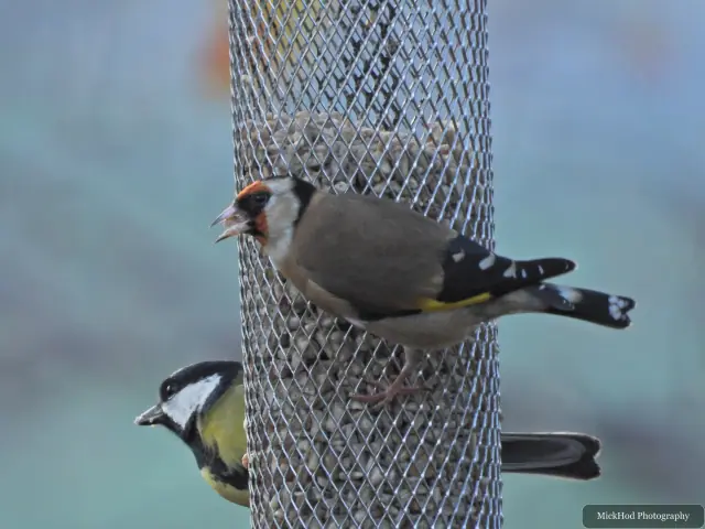 A european goldfinch visits a garden feeder at Loxley & Wadsley Common.