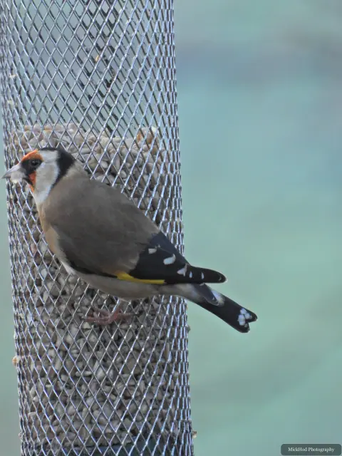 A european goldfinch visits a garden feeder at Loxley & Wadsley Common.