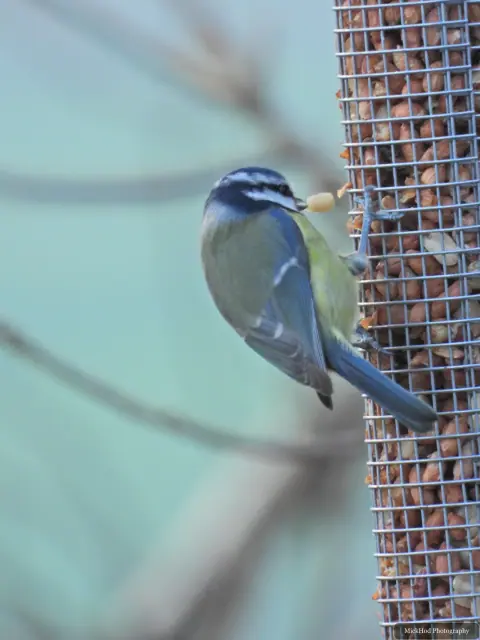 A blue tit visits a garden feeder at Loxley & Wadsley Common.
