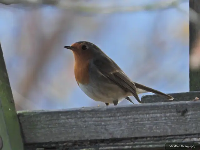 A european robin forages among the woodland branches or leaf litter at Loxley & Wadsley Common.