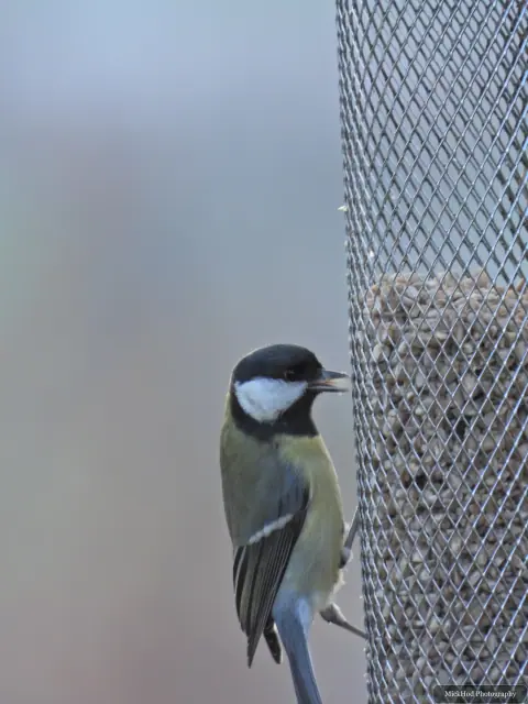A great tit visits a garden feeder at Loxley & Wadsley Common.