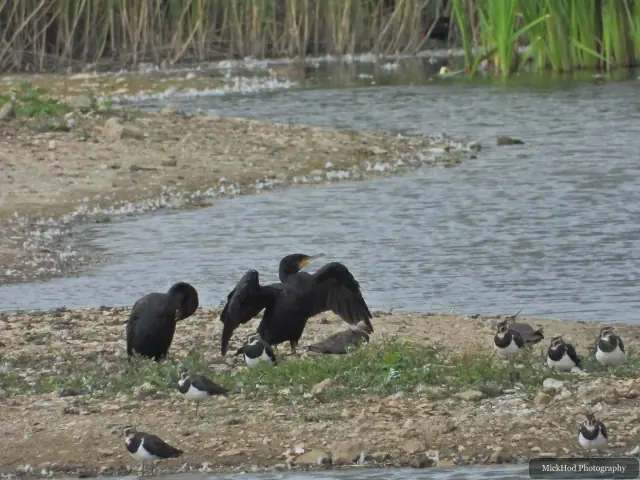 Great Cormorants and Black-headed Gulls, seen at North Cave Wetlands.
