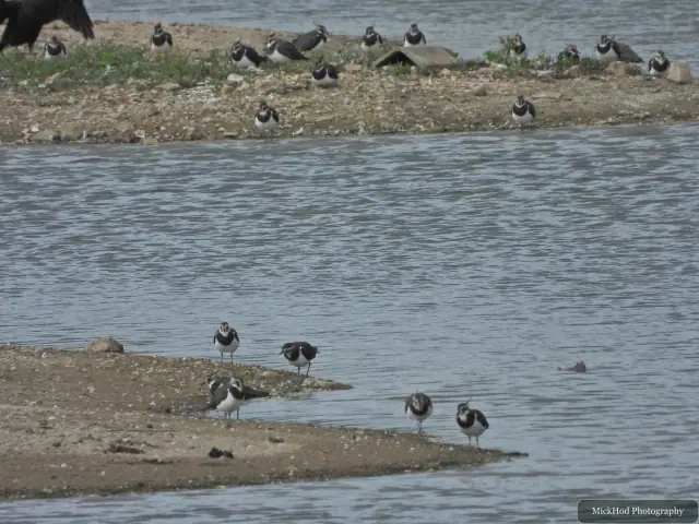 A flock of Northern Lapwings gathers along the water's edge at North Cave Wetlands.