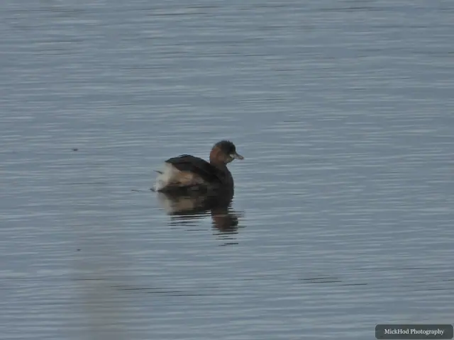 At North Cave Wetlands: Little Grebe.
