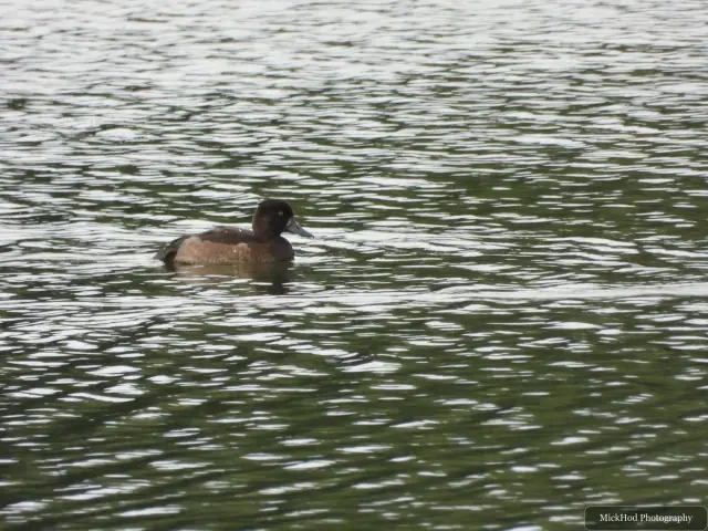 At North Cave Wetlands: Little Grebe.