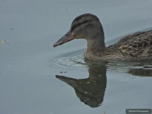 A female Mallard swims across the water at North Cave Wetlands.