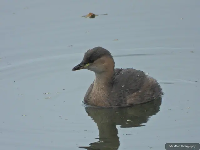 Little Grebe, seen at North Cave Wetlands.