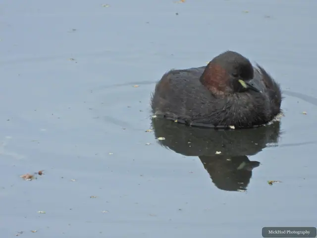 Little Grebe at North Cave Wetlands.