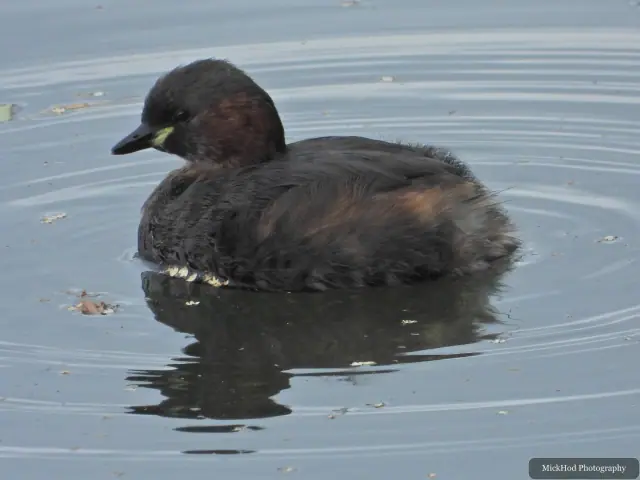Little Grebe, seen at North Cave Wetlands.