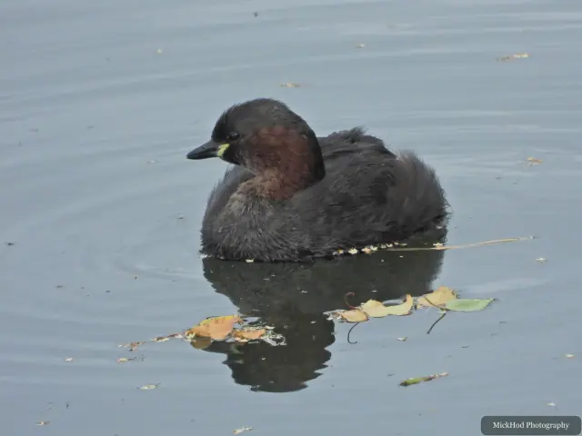 Little Grebe at North Cave Wetlands.