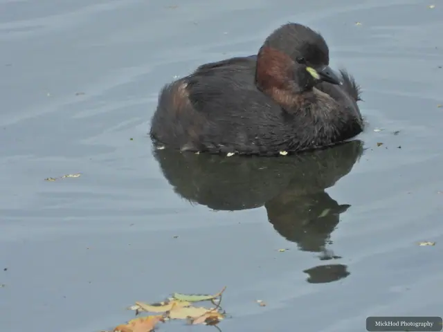 Photographed at North Cave Wetlands: Little Grebe.