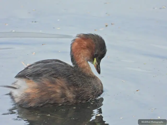Little Grebe at North Cave Wetlands.