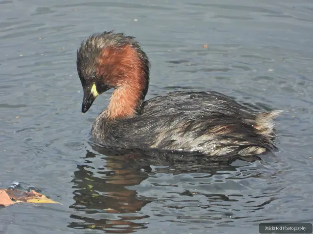 Little Grebe at North Cave Wetlands.