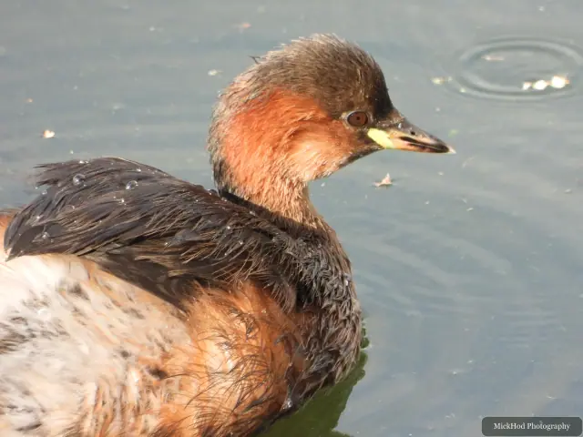 Little Grebe, seen at North Cave Wetlands.