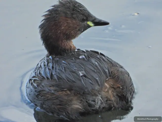 Photographed at North Cave Wetlands: Little Grebe.