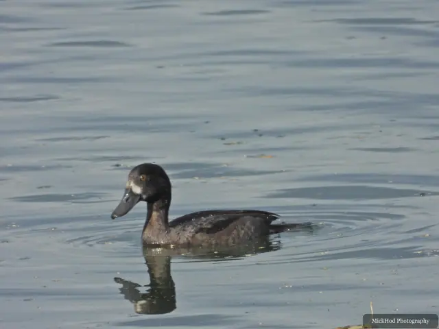 A female Tufted Duck swims across the water at North Cave Wetlands.