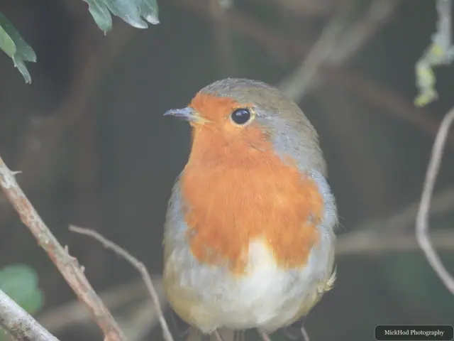 European Robin, seen at North Cave Wetlands.
