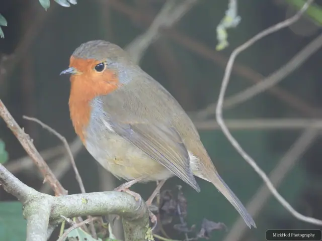 Photographed at North Cave Wetlands: European Robin.