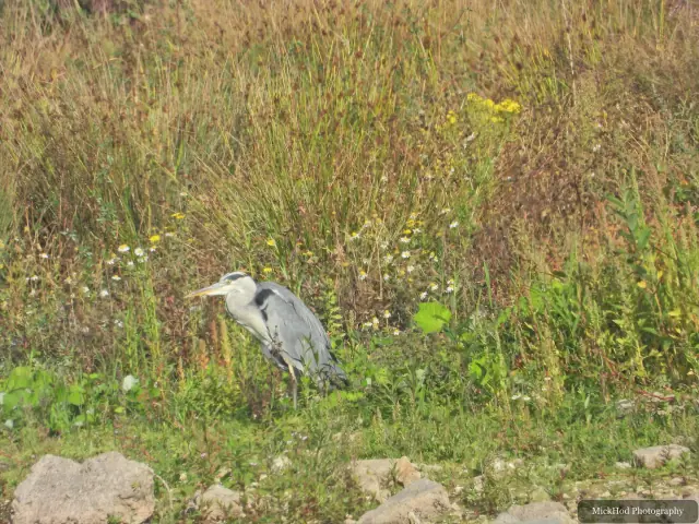 Grey Heron, seen at North Cave Wetlands.