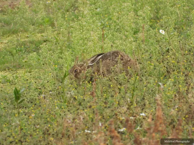 A brown hare rests in the grass.