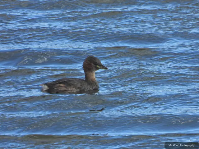 At North Cave Wetlands: Little Grebe.