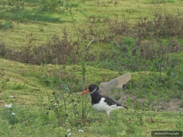 At North Cave Wetlands: Eurasian Oystercatcher.