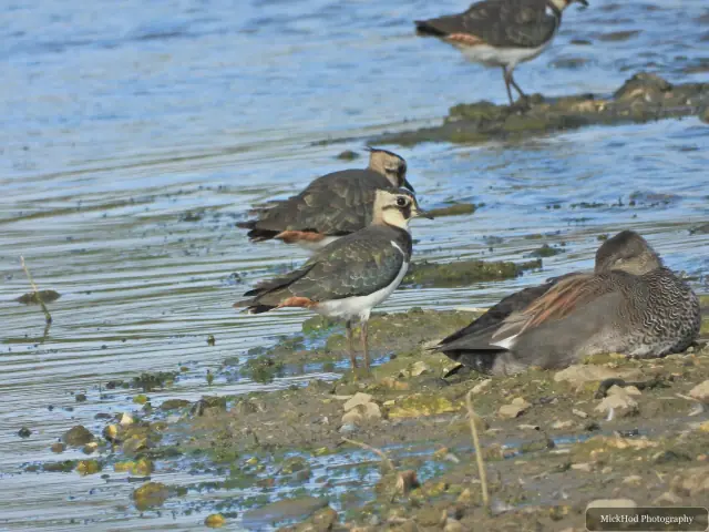 Photographed at North Cave Wetlands: Northern Lapwing.