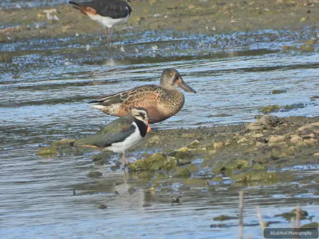 Northern Lapwing at North Cave Wetlands.