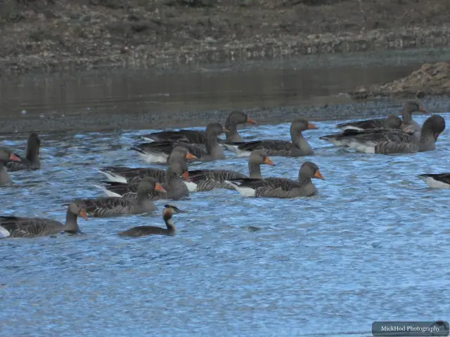 A flock of Greylag Geese shares the water with a single Great Crested Grebe at North Cave Wetlands.