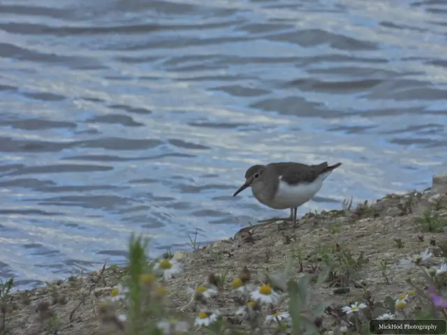 Common Sandpiper, seen at North Cave Wetlands.