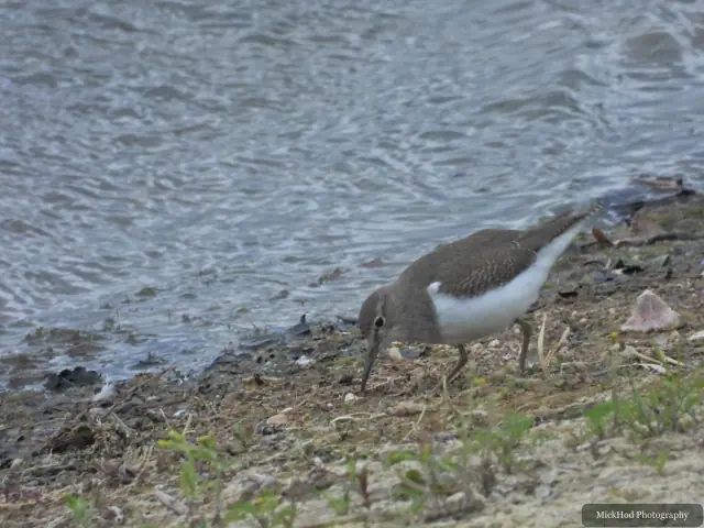 Common Sandpiper at North Cave Wetlands.