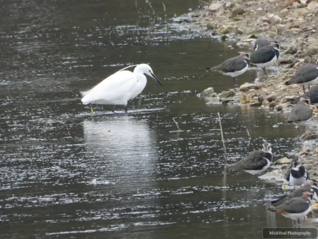 A Little Egret wades beside a group of Northern Lapwings at North Cave Wetlands.
