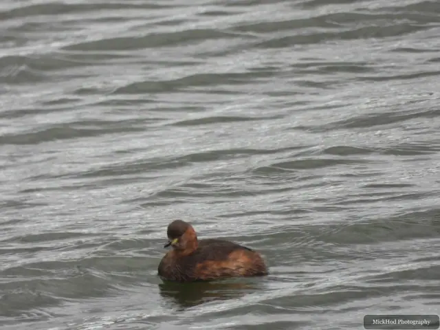 Photographed at North Cave Wetlands: Little Grebe.