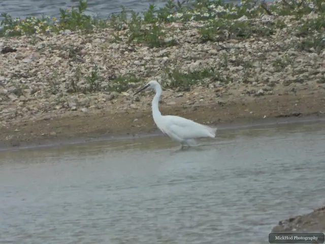 Little Egret at North Cave Wetlands.
